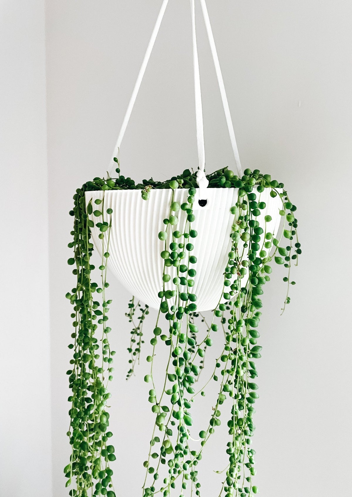 Jardinière « La courbée »