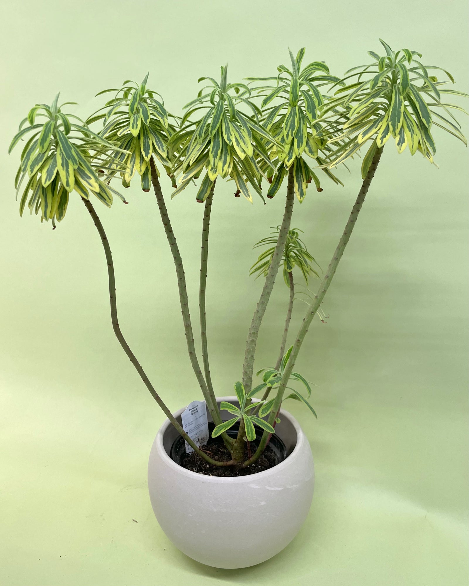 Euphorbe «martinii»