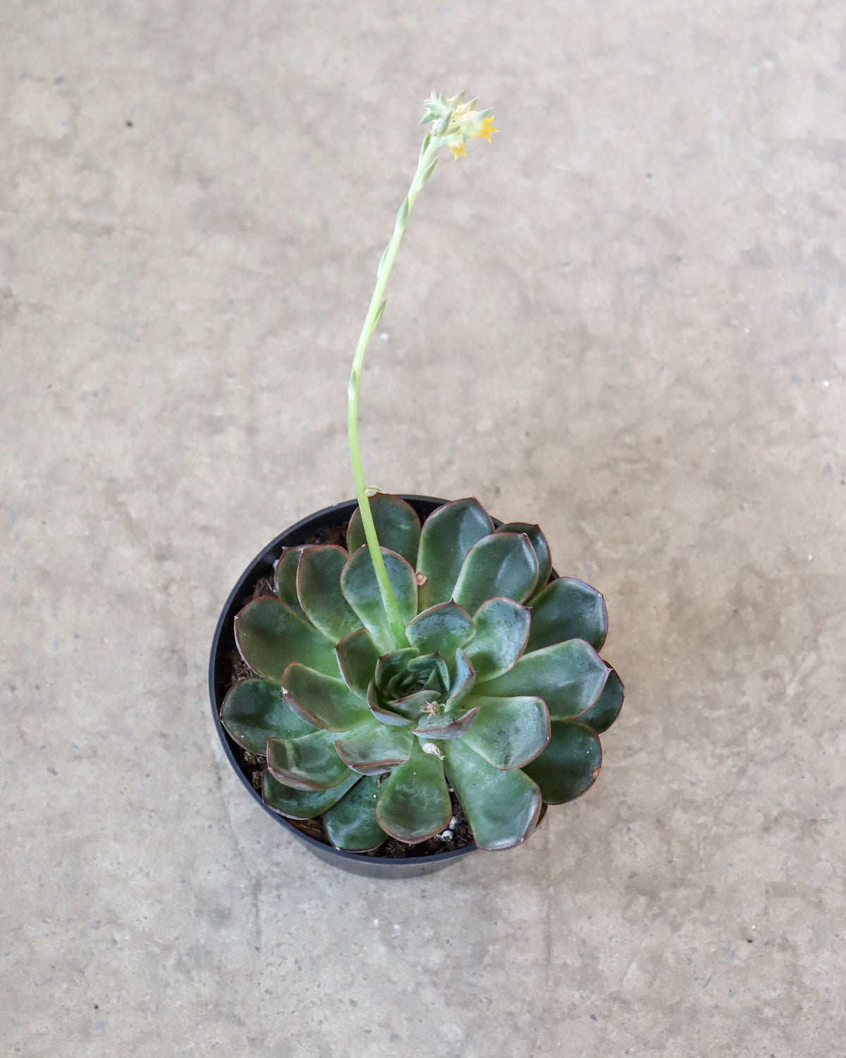 Echeveria « Hercules »
