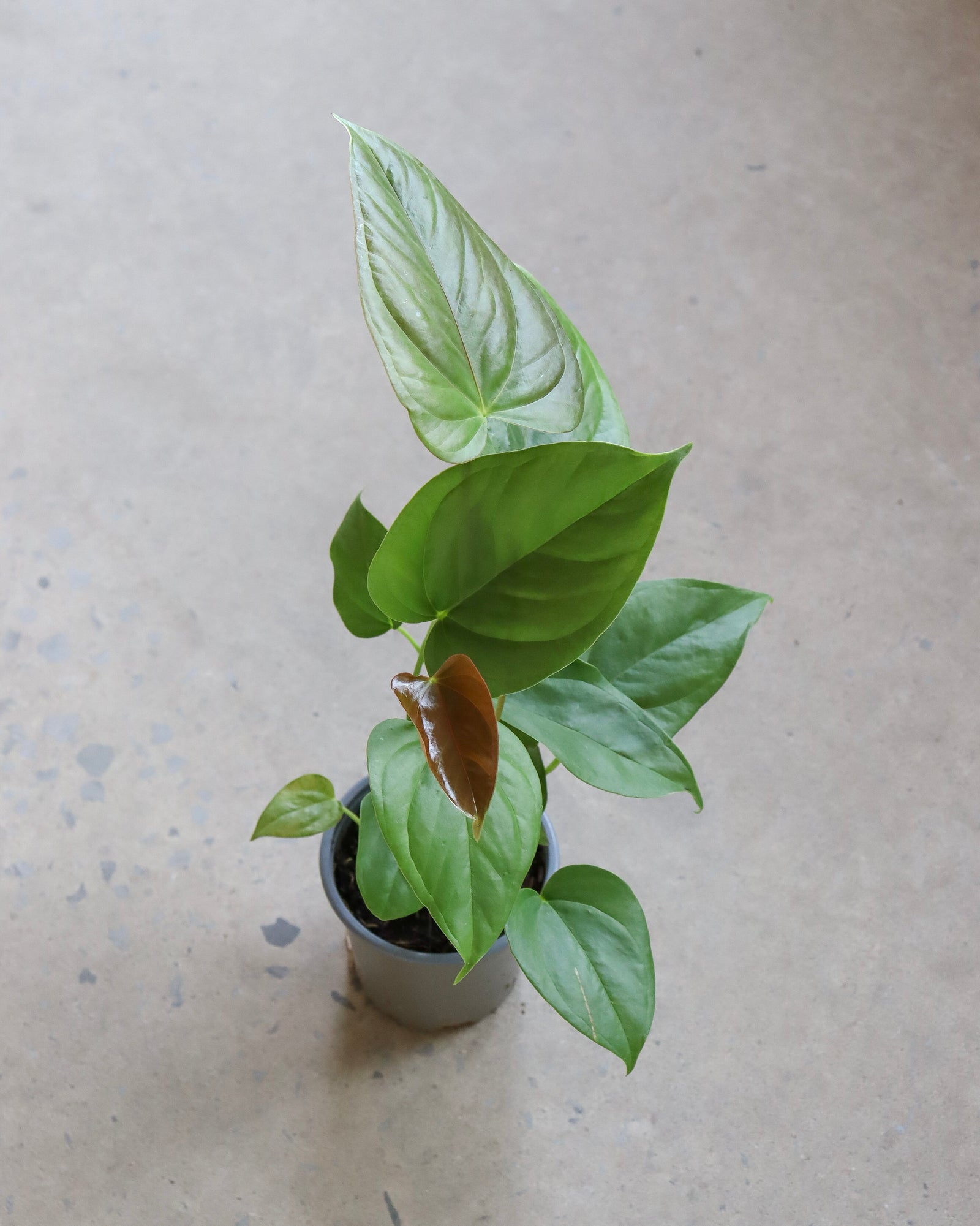 Anthurium Red Leaf