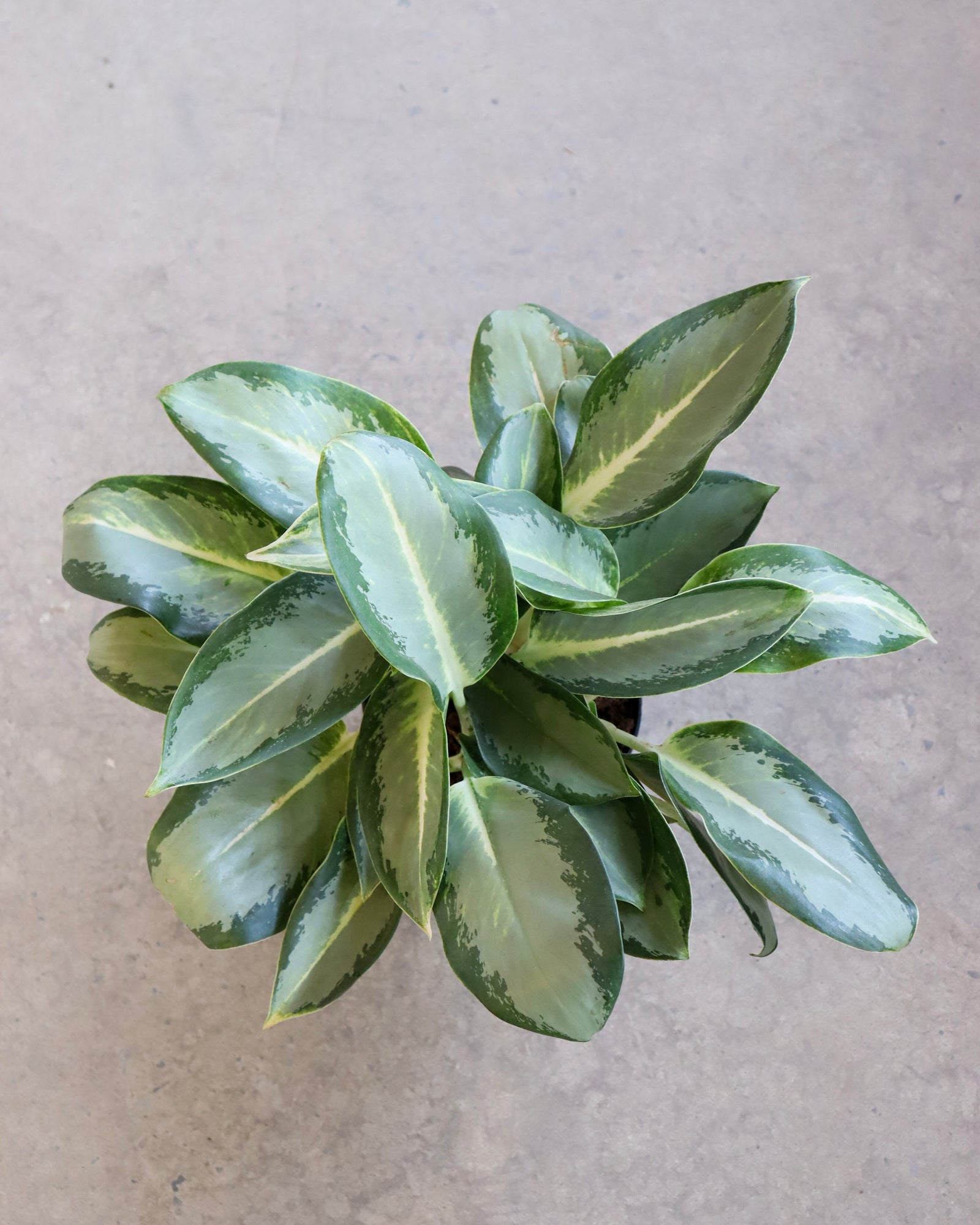 Aglaonema Green Hybrid