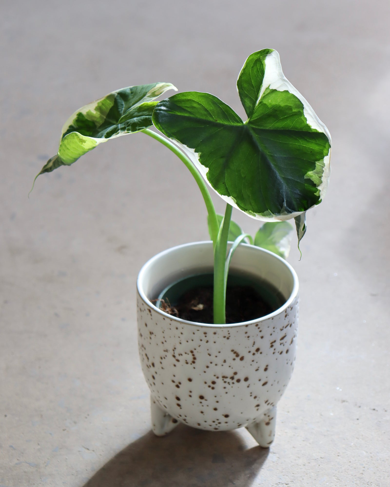 Alocasia « Mickey Mouse »