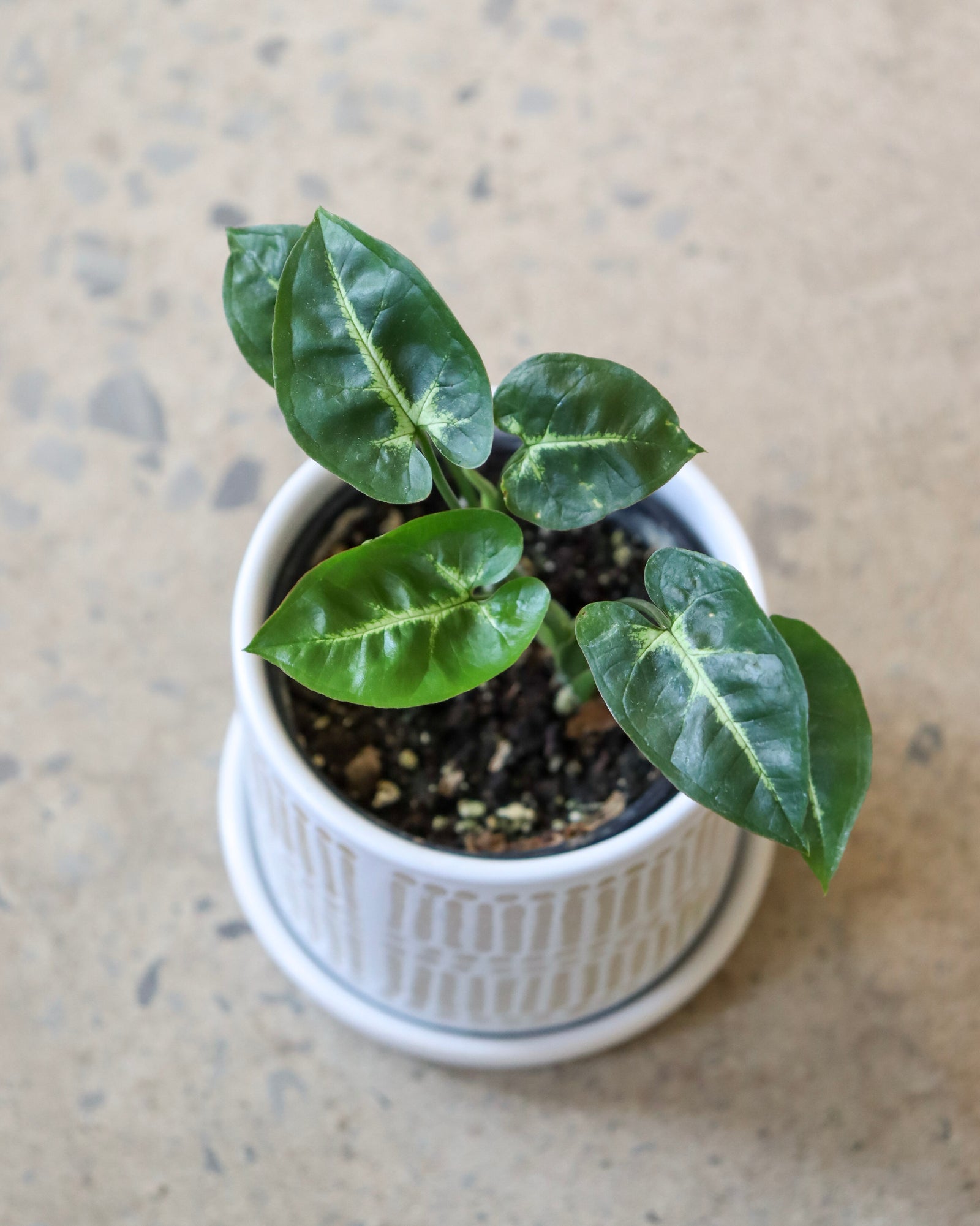 Syngonium Pixie