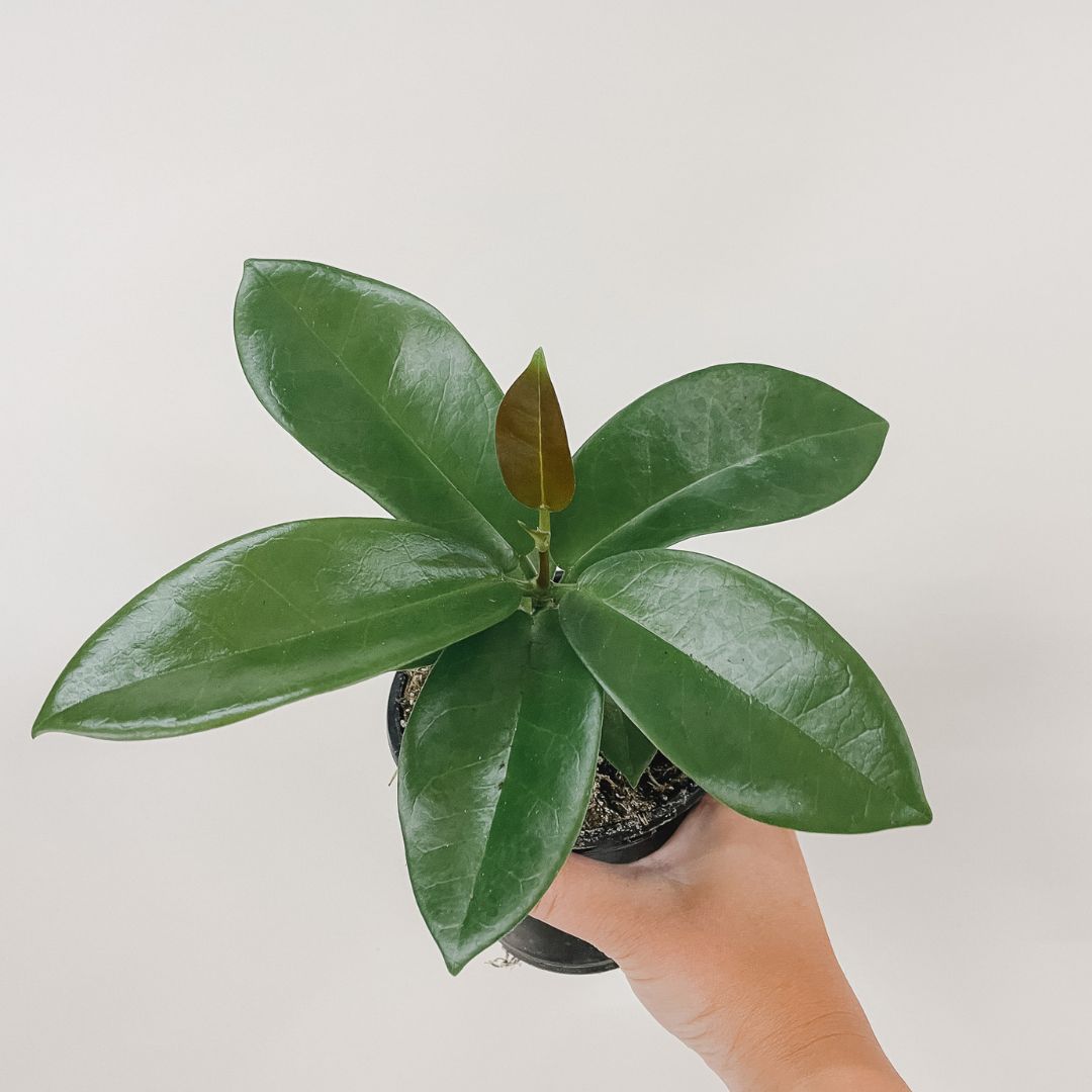 Hoya Globulosa
