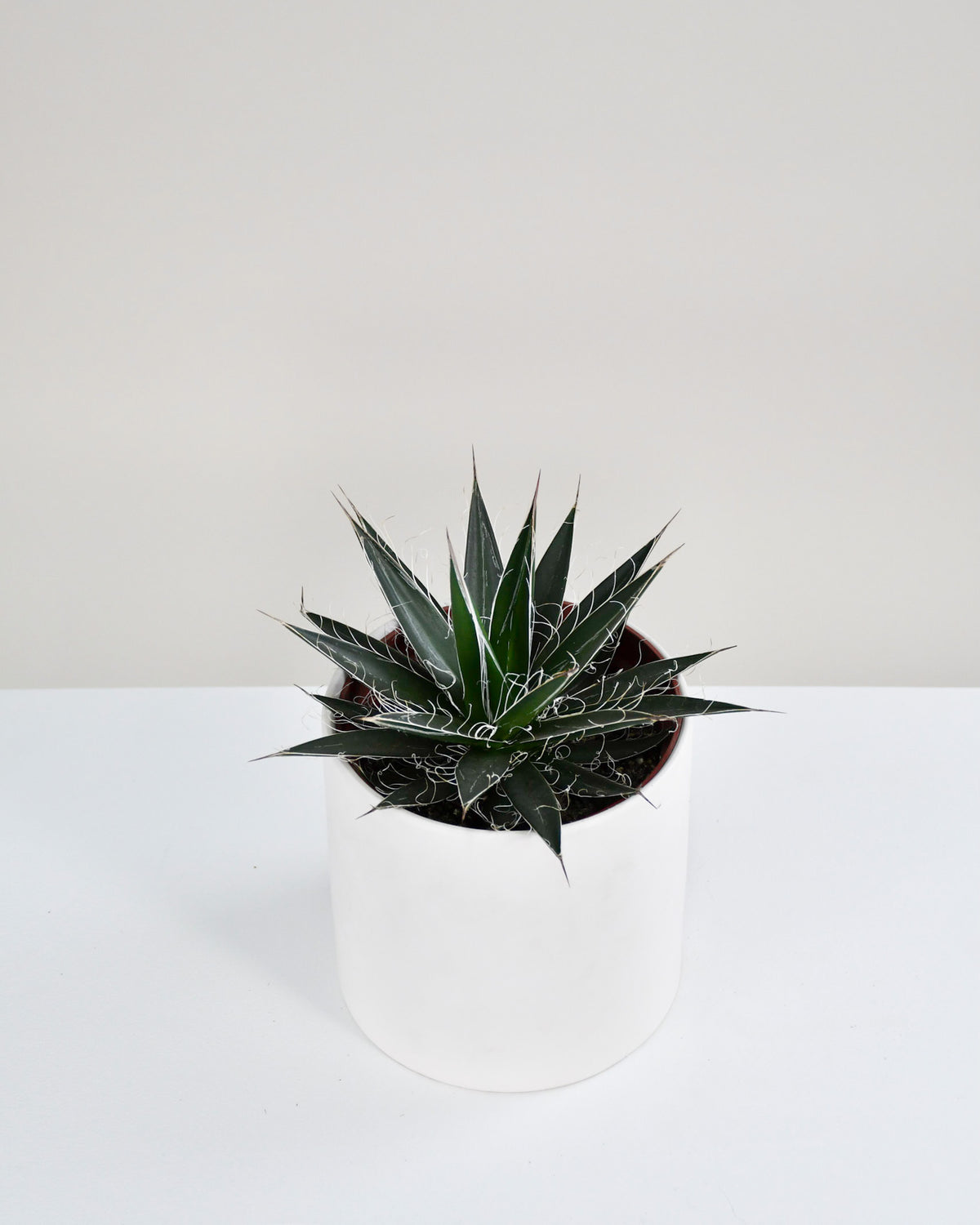 Agave assorties