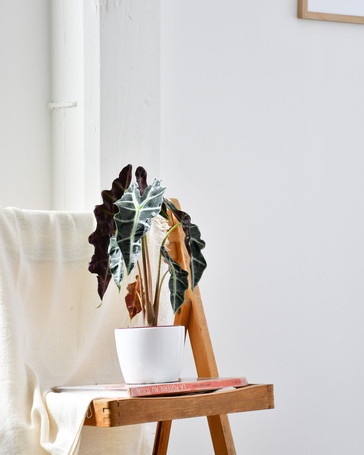 Alocasia Amazonica « Polly »