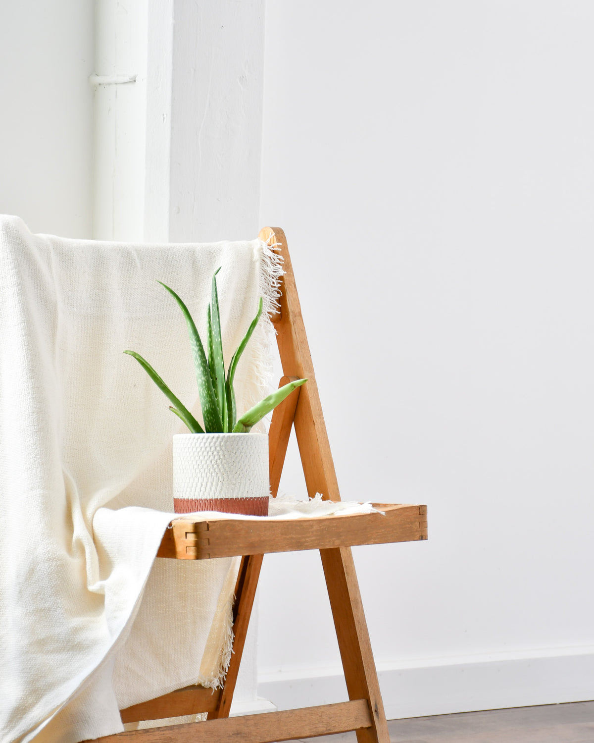 Aloe « Vera »