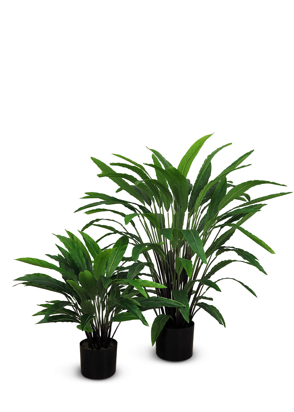 Calathea
