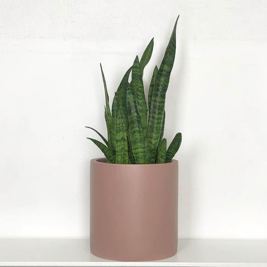 Pot Common House « Cylinder »