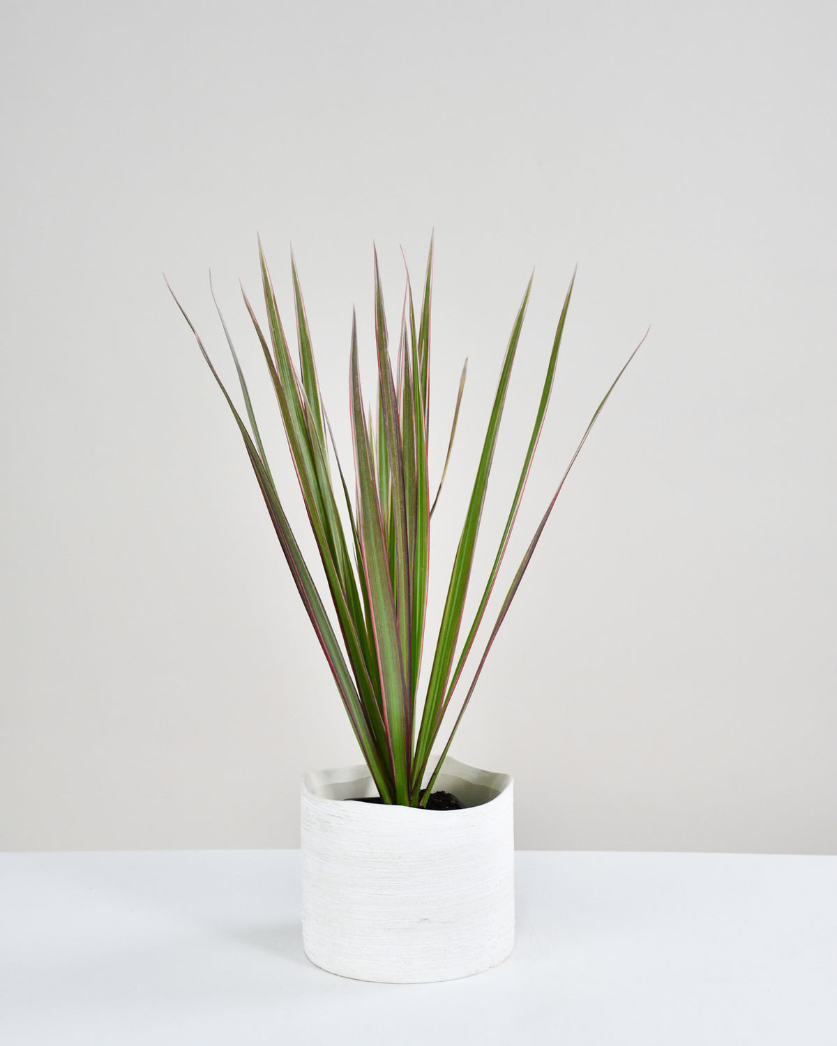 Dracaena marginata