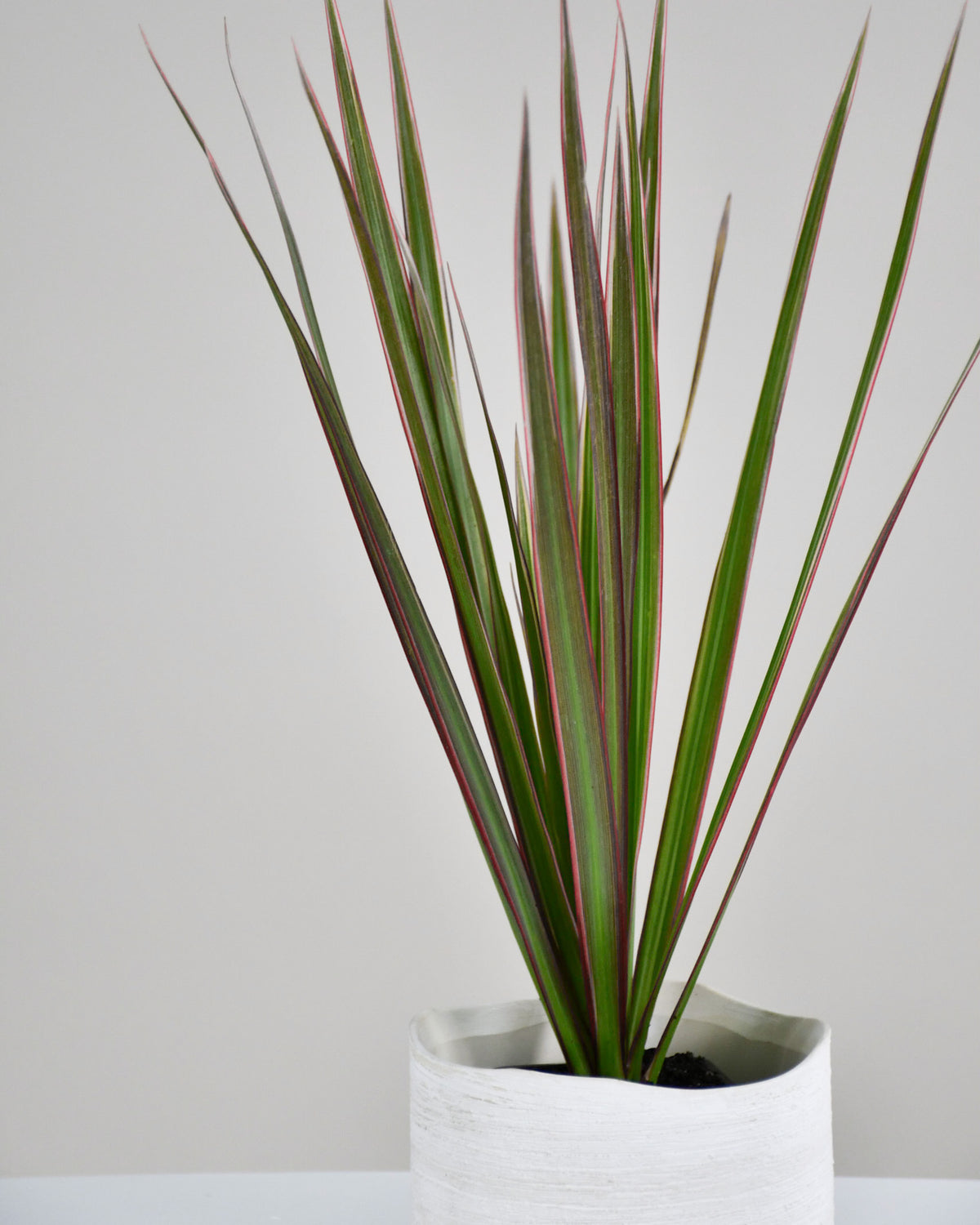 Dracaena marginata