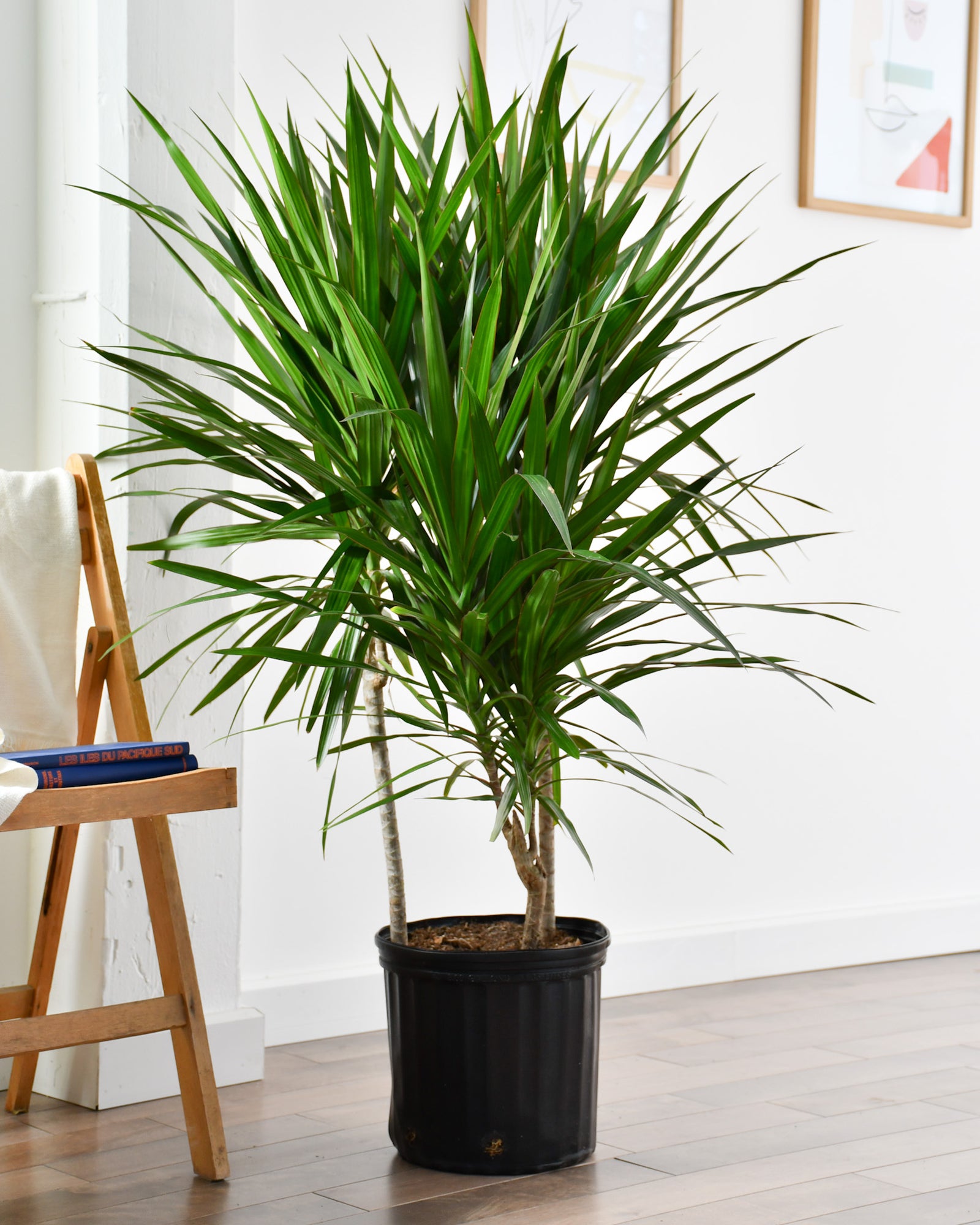 Dracaena marginata  « Tarzan »