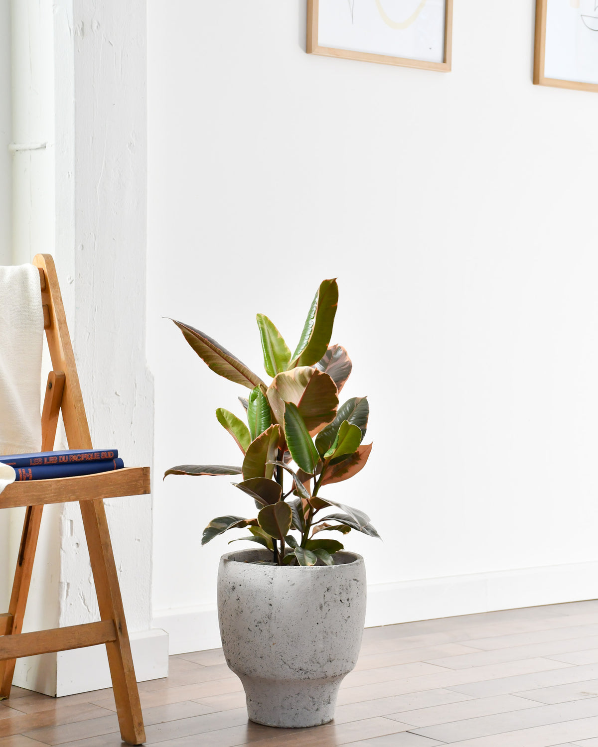 Ficus elastica « Ruby »