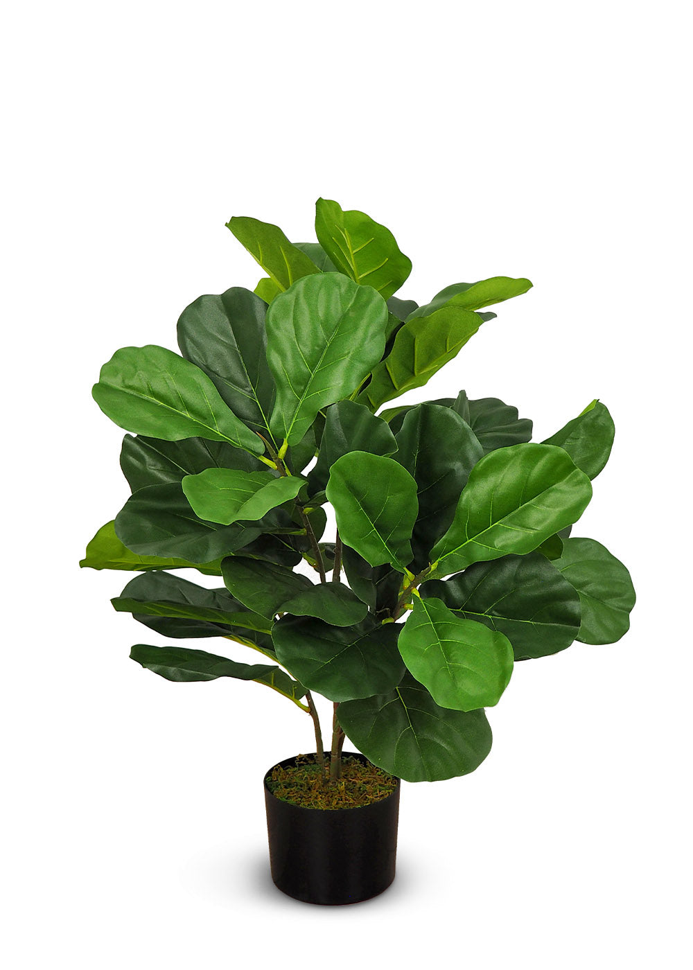Ficus Lyrata Buisson