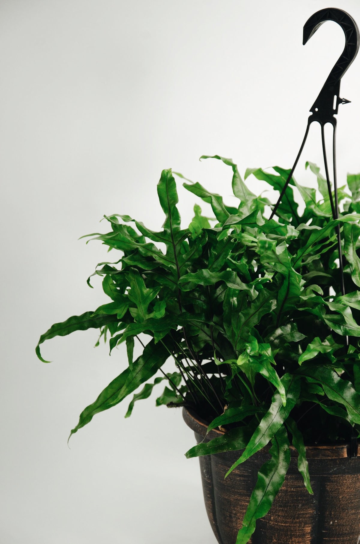 Microsorum pustulatum « Kangourou »