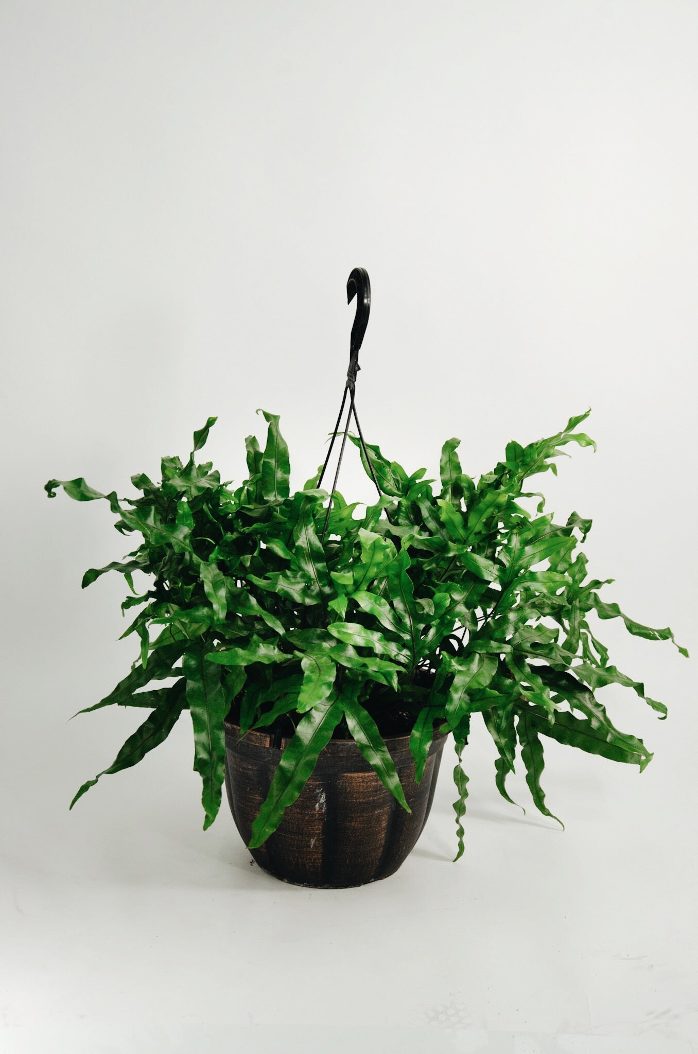 Microsorum pustulatum « Kangourou »