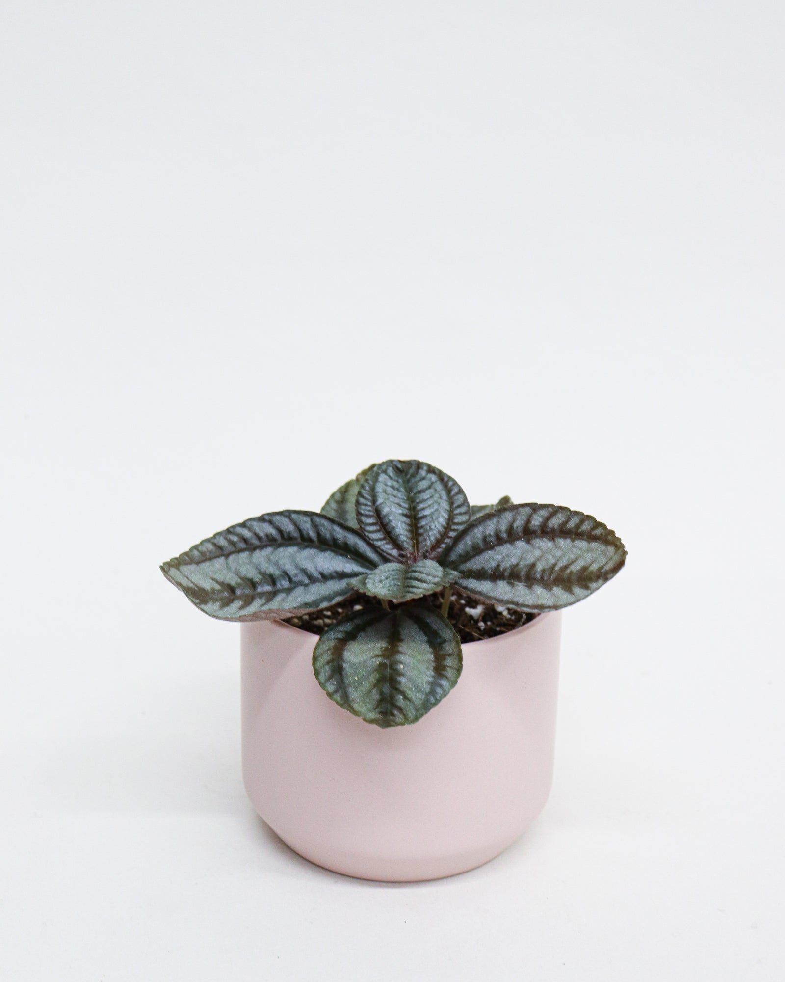 Pilea norfolk