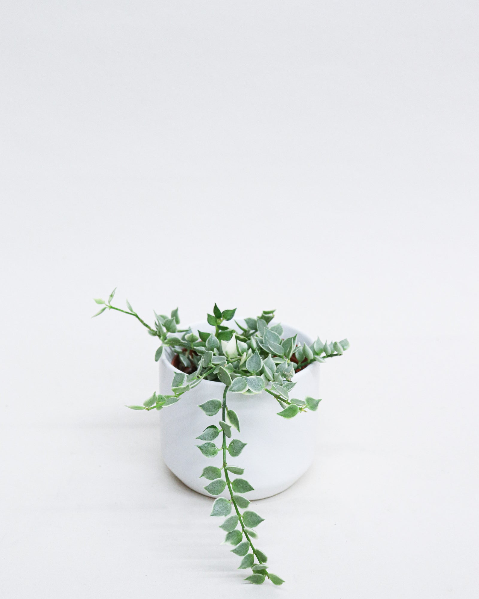 Dischidia ruscifolia « Variegata »