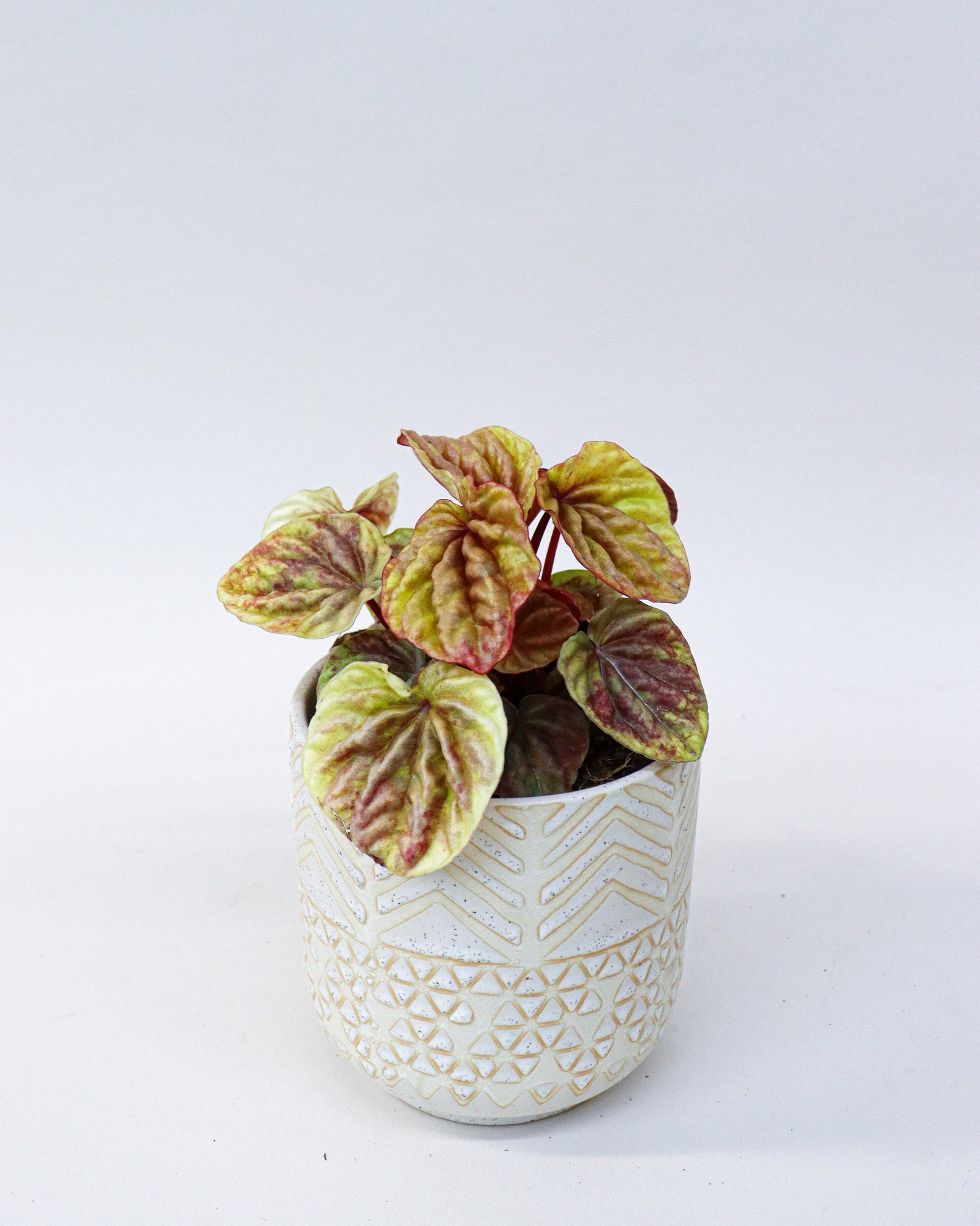 Peperomia caperata « Quito »