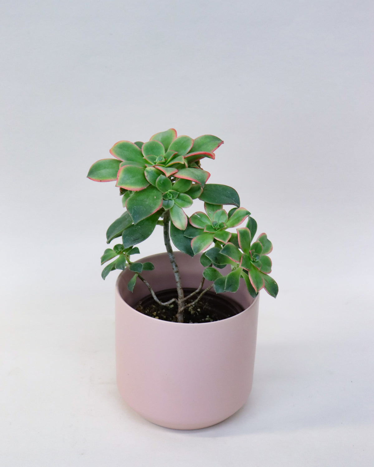 Aeonium haworthii « Kiwi »