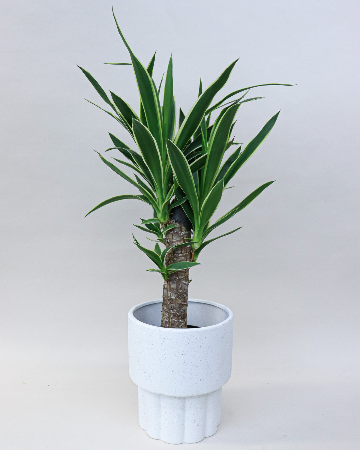 Yucca « Variegata »