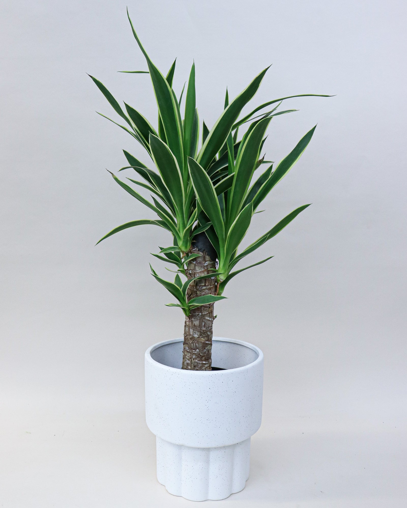 Yucca « Variegata »