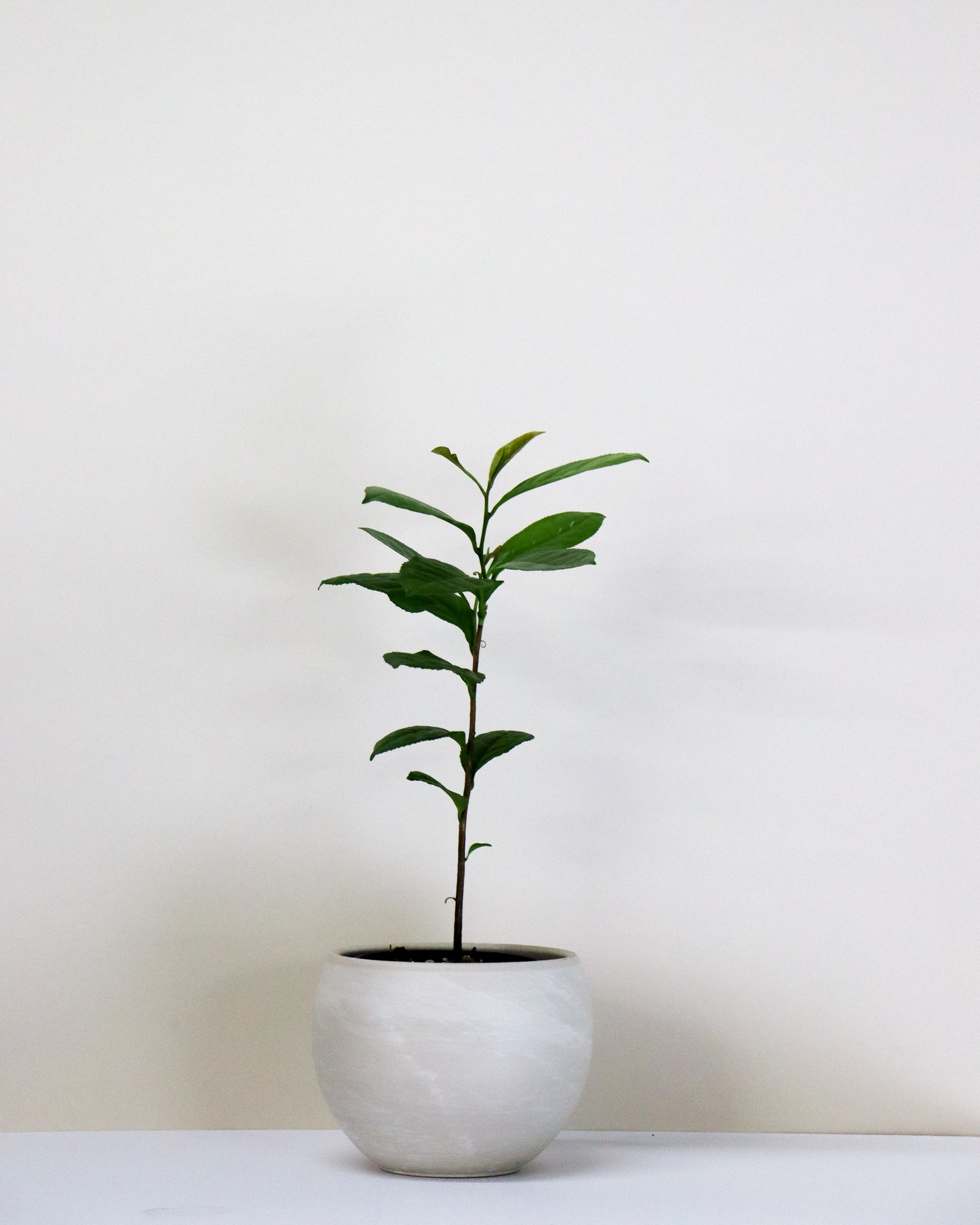 Camellia sinensis