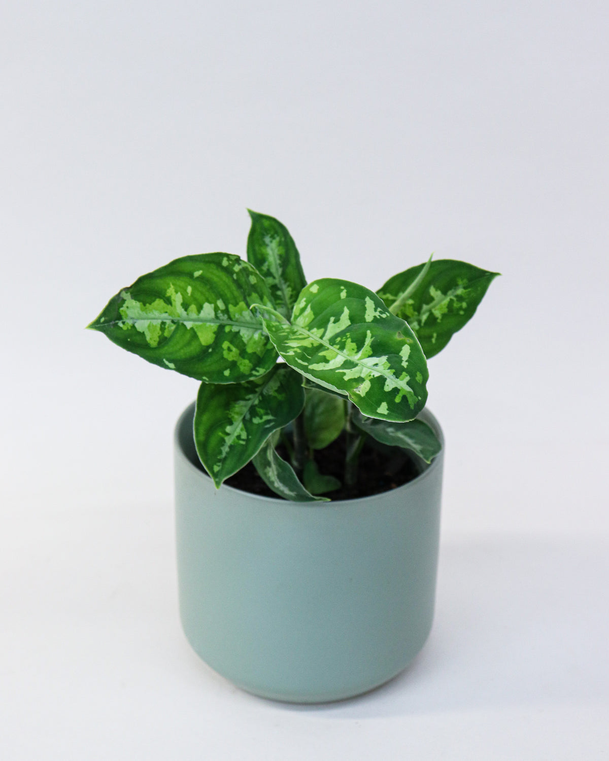 Aglaonema pictum tricolor « Peacock »