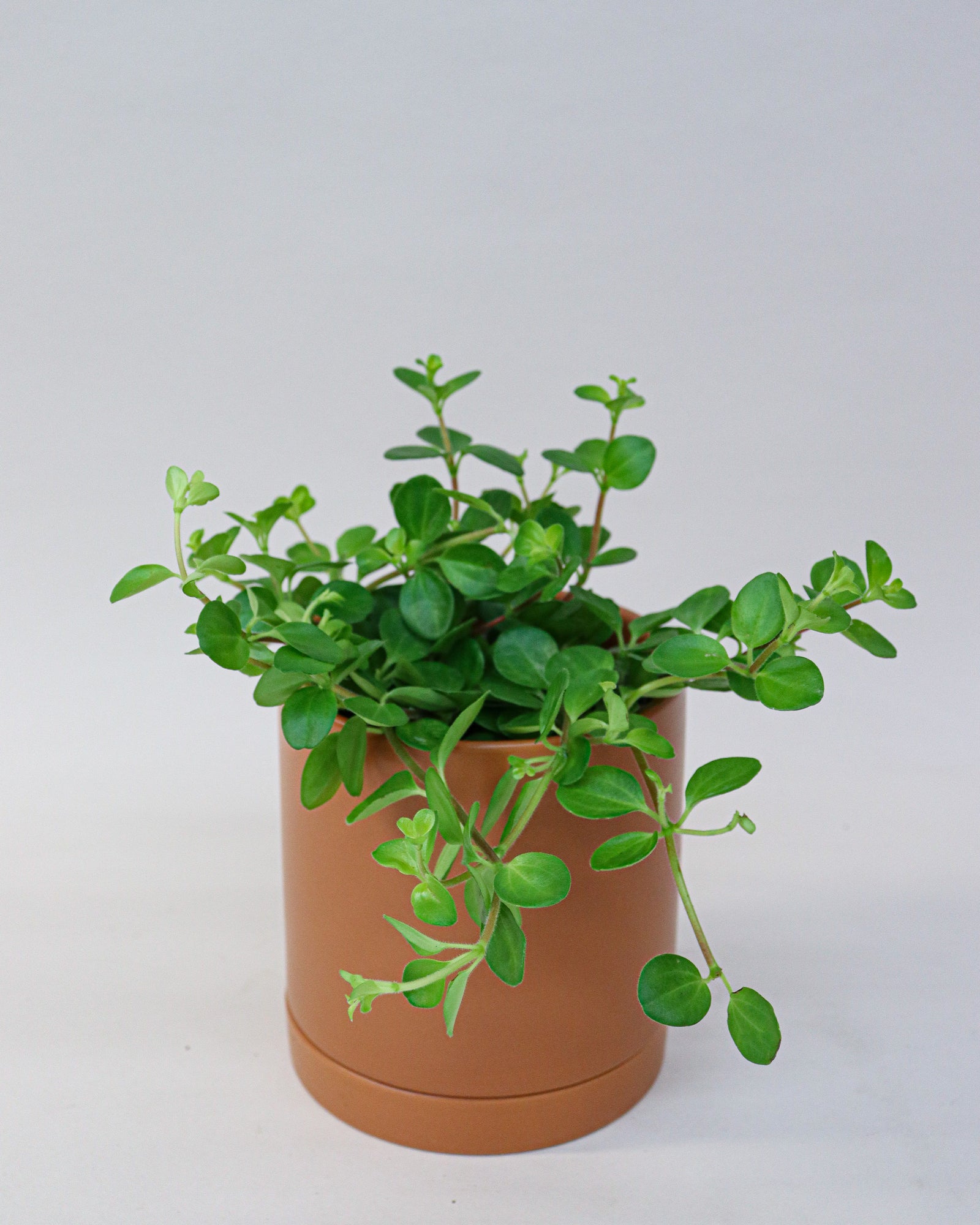 Peperomia rotundifolia