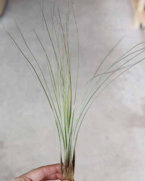 Tillandsia « Juncea »