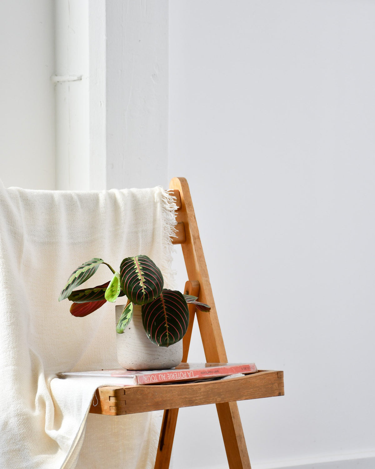 Maranta leuconeura erythroneura « Rouge »