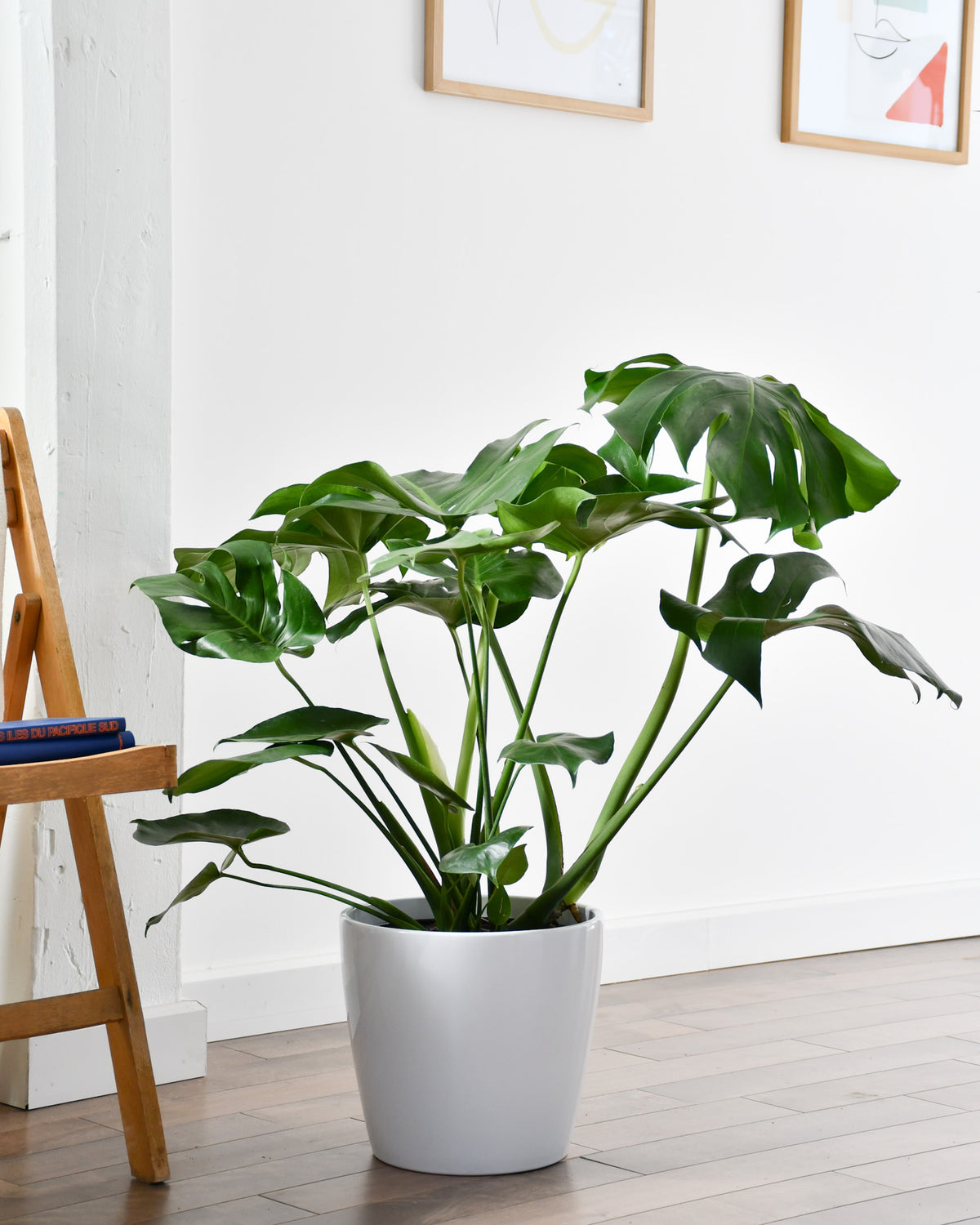 Monstera deliciosa