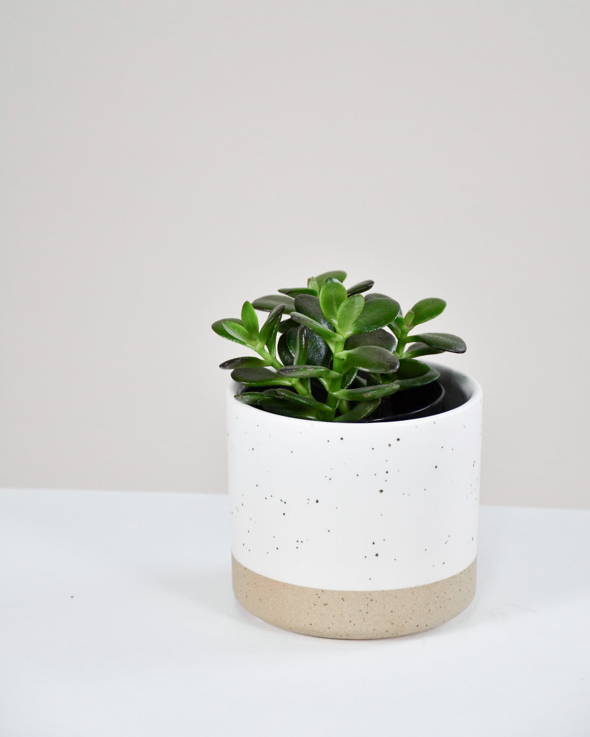 Crassula ovata « Minor »