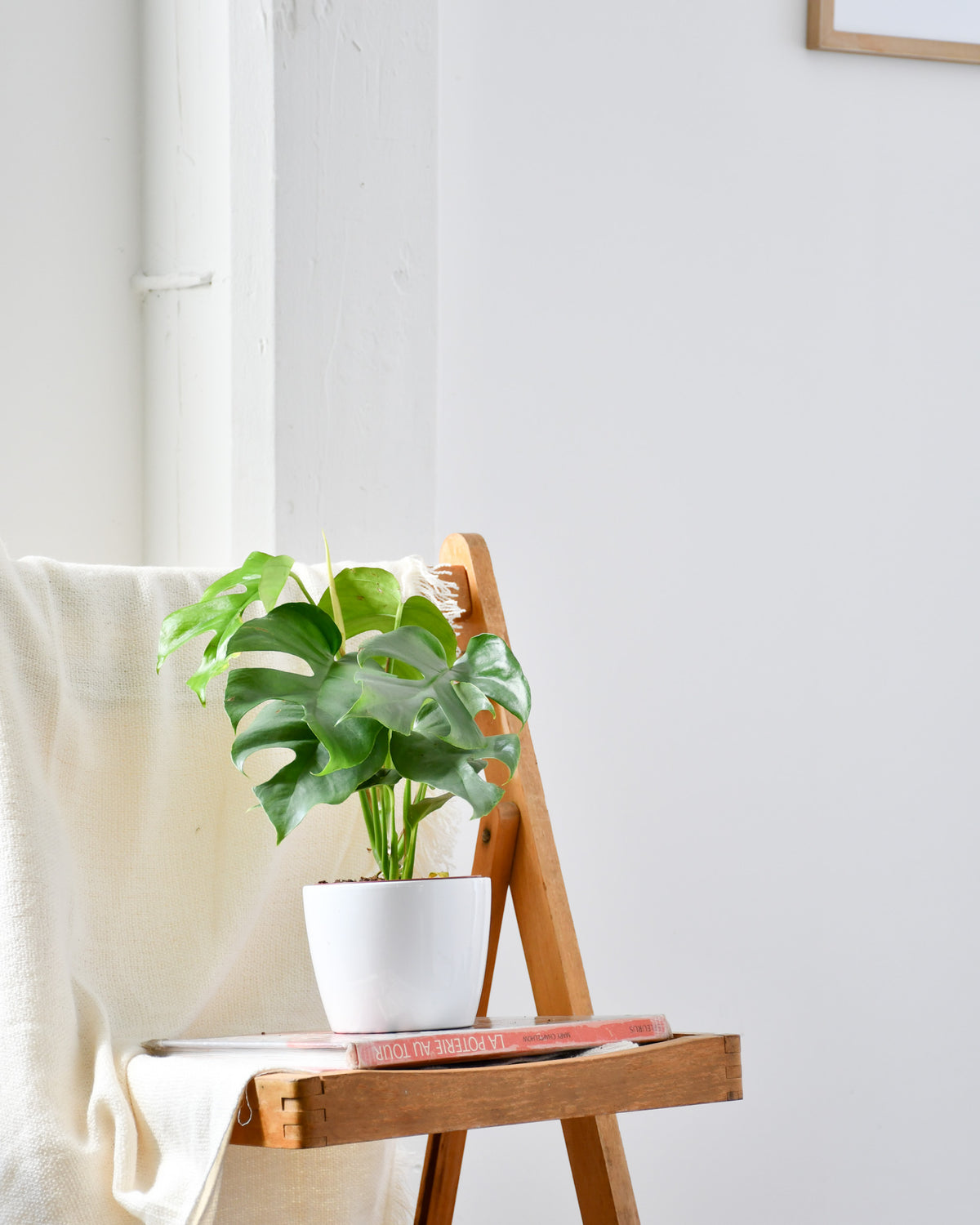 Rhaphidophora tetrasperma