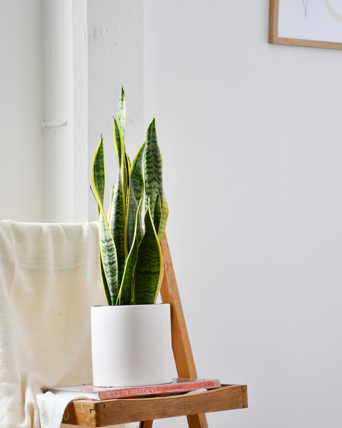 Sansevière trifasciata « Laurentii » 