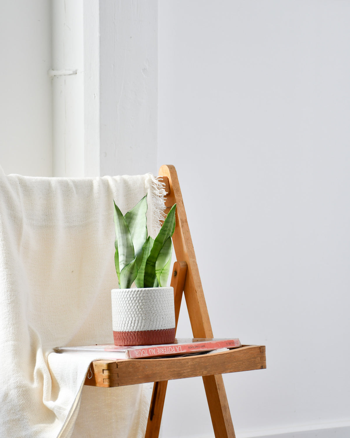 Sansevière trifasciata « Moonshine »