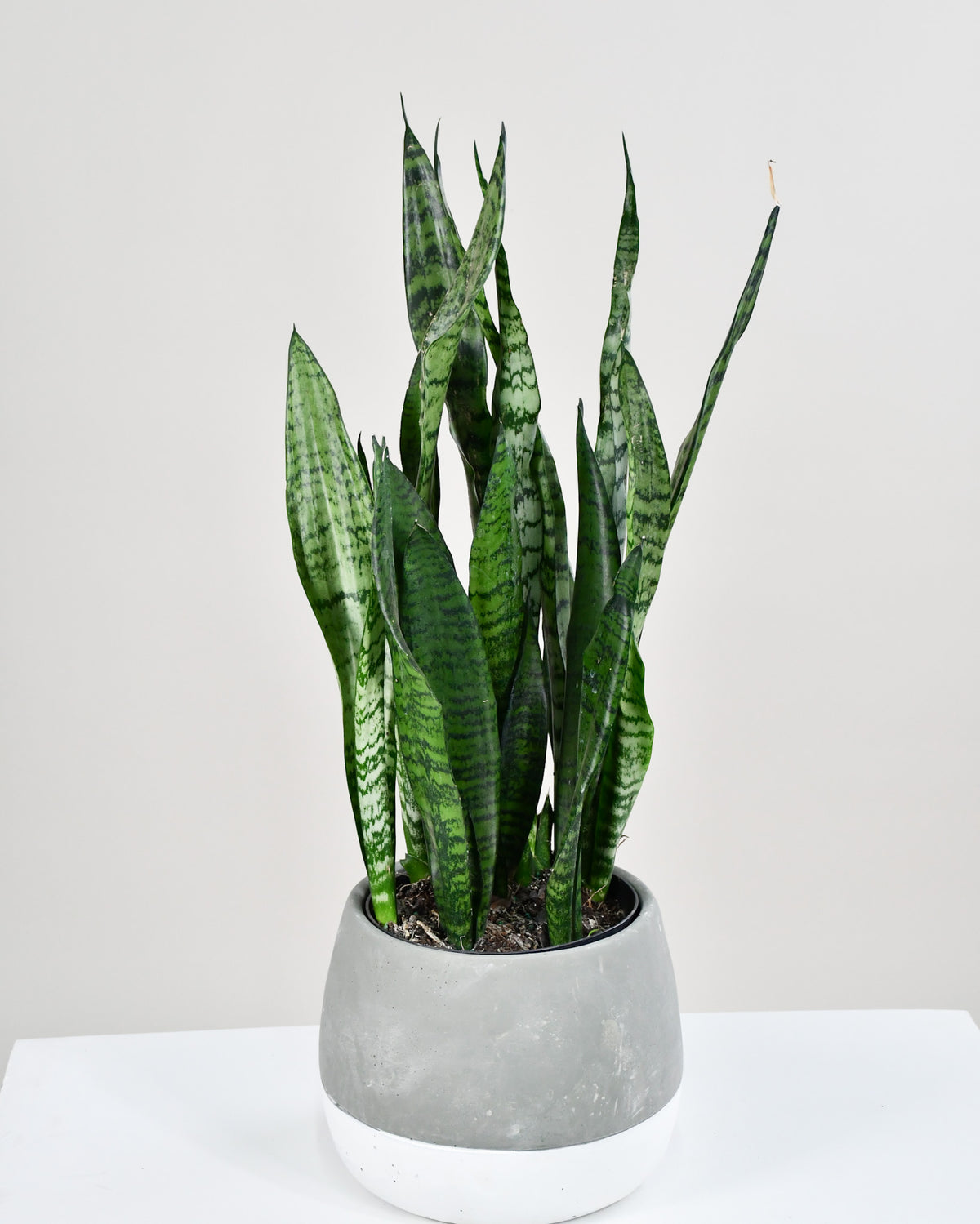 Sansevière trifasciata zeylanica