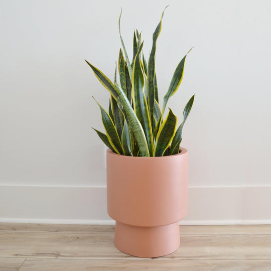 Pot Common house « High Rise »