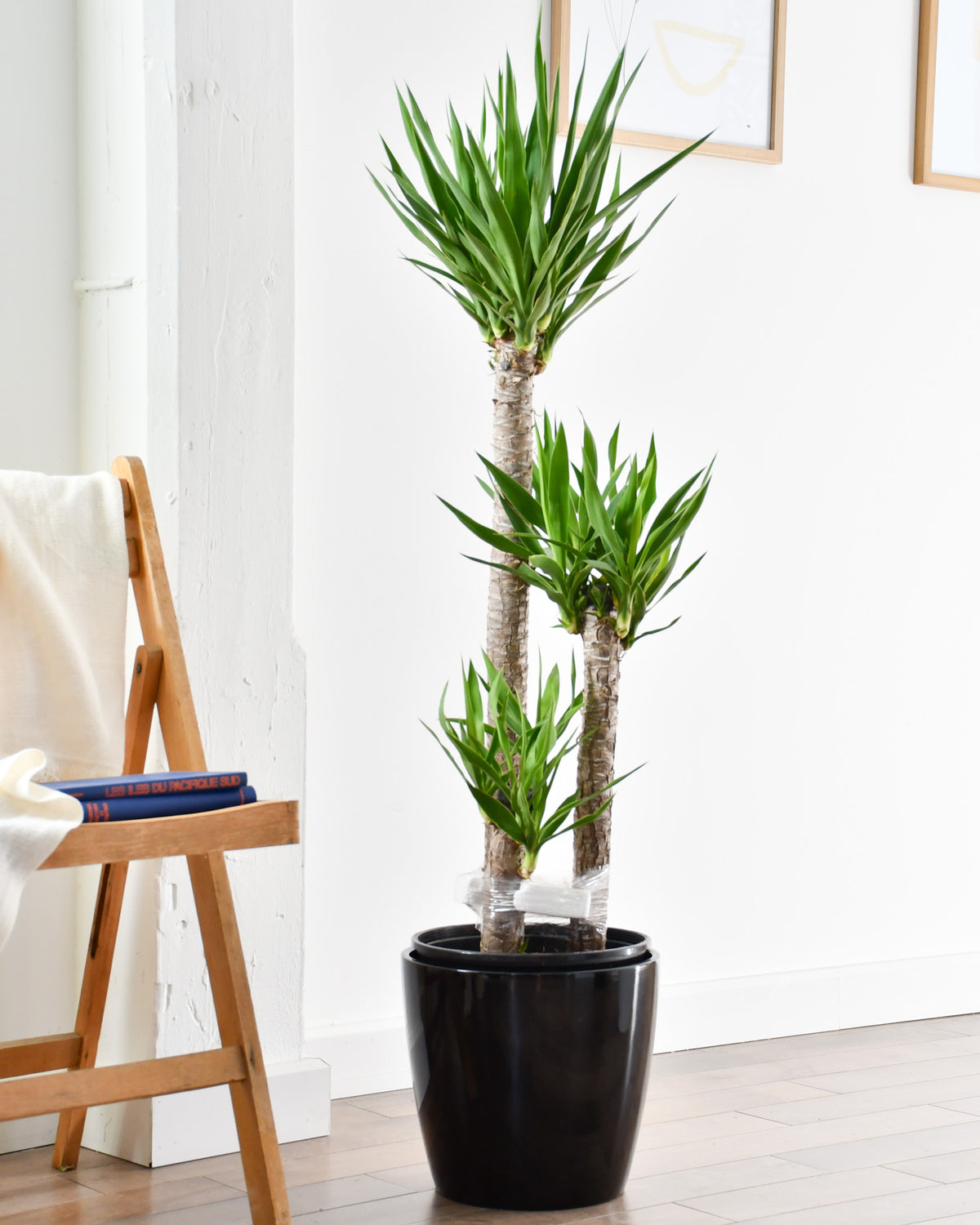 Yucca elephantipes