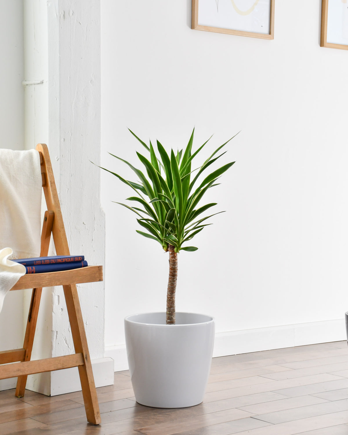 Yucca