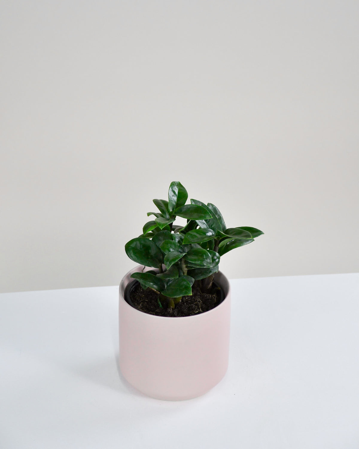 Zamioculcas zamiifolia « Zenzi »