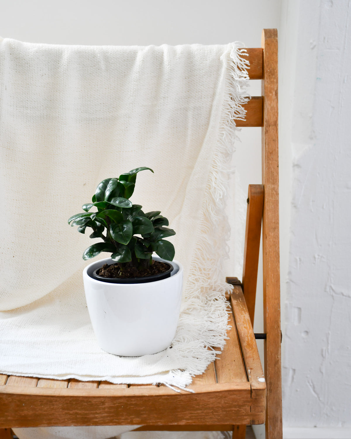 Zamioculcas zamiifolia « Zenzi »